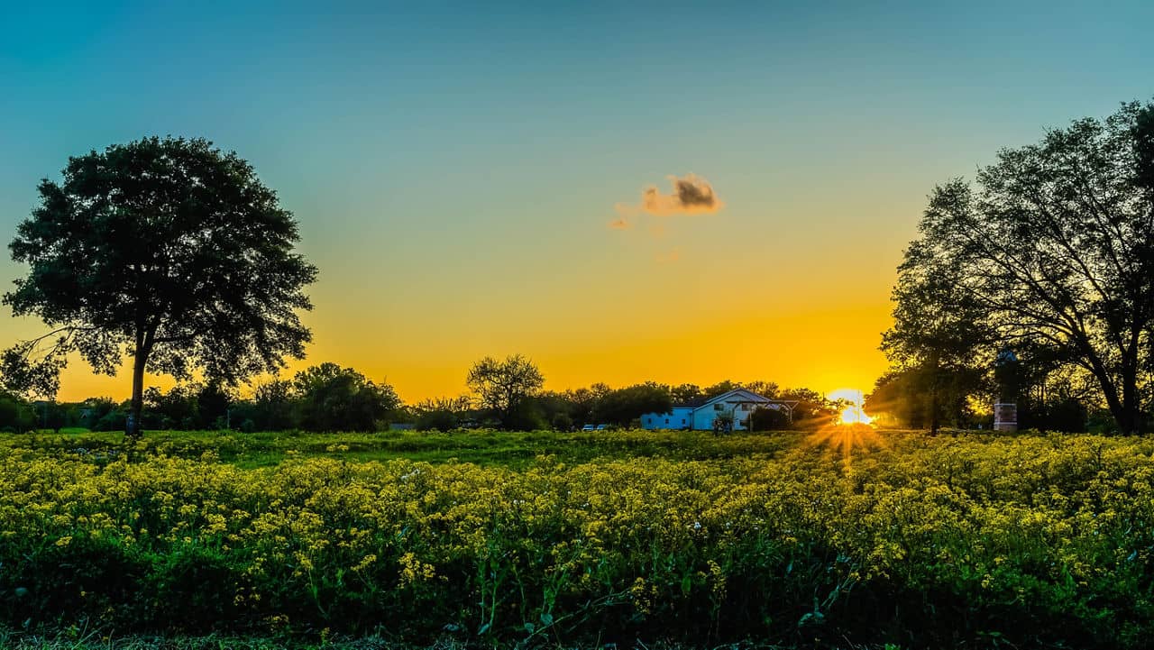 Field of wildflowers in Fulshear, TX